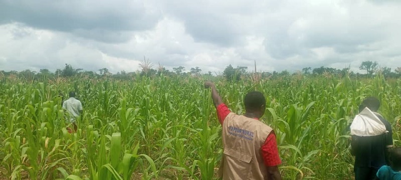 Centrafrique : Satisfaction des coopérateurs suite aux différentes interventions du PAPEUR Rural durant la campagne agricole 2024