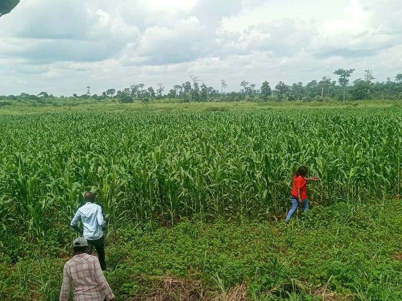 Centrafrique : Les coopérateurs de la Lobaye satisfaits de l’intervention du PAPEUR Rural dans la région  